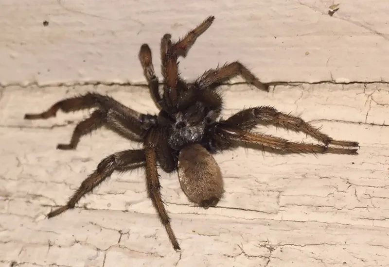 24268 huntsman spider habitat