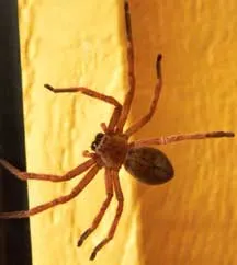 /img/24268-spider-fight.webp