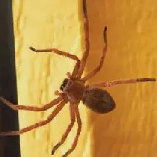 /img/24268-spider-fight.webp