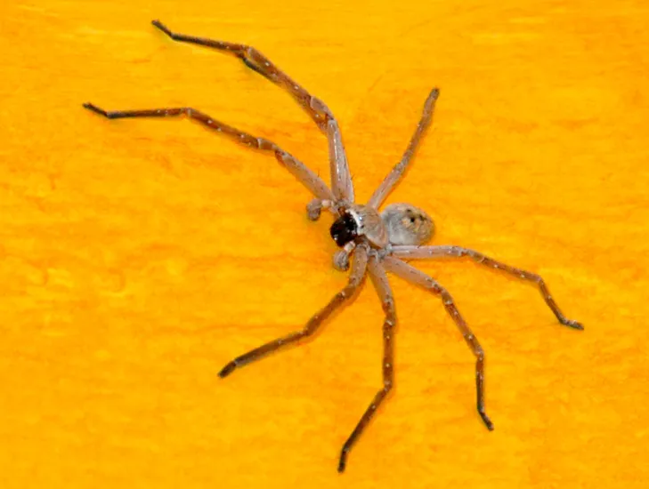 24268 spider venom
