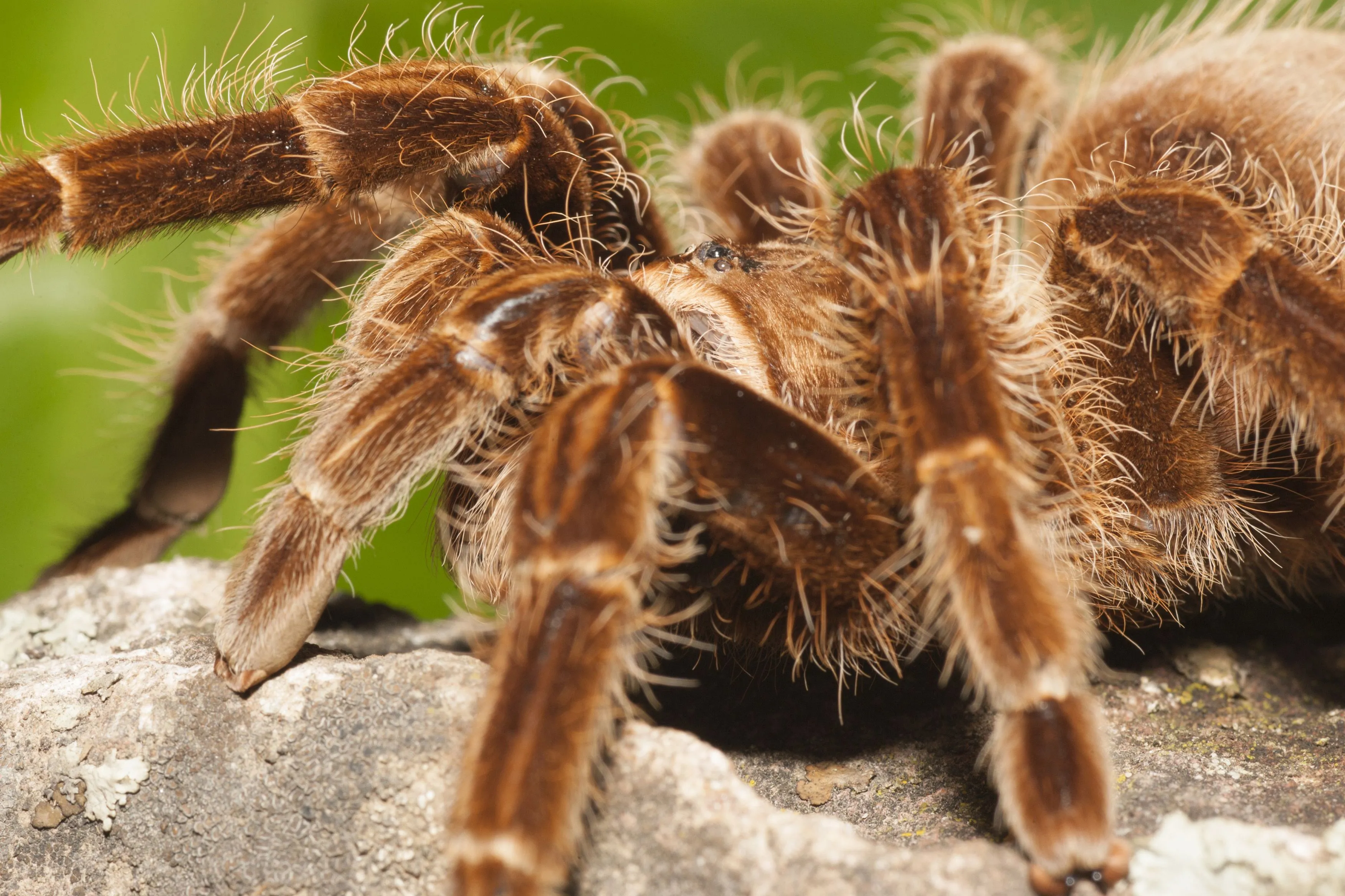 24269 tarantula camera
