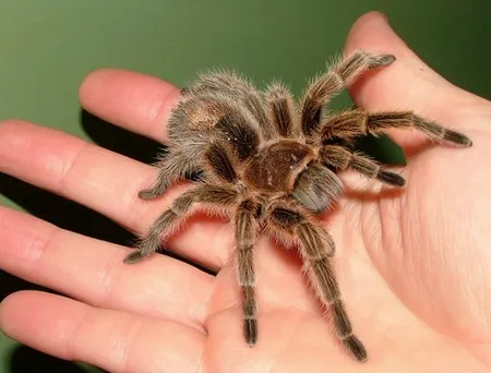 24269 tarantula feeding