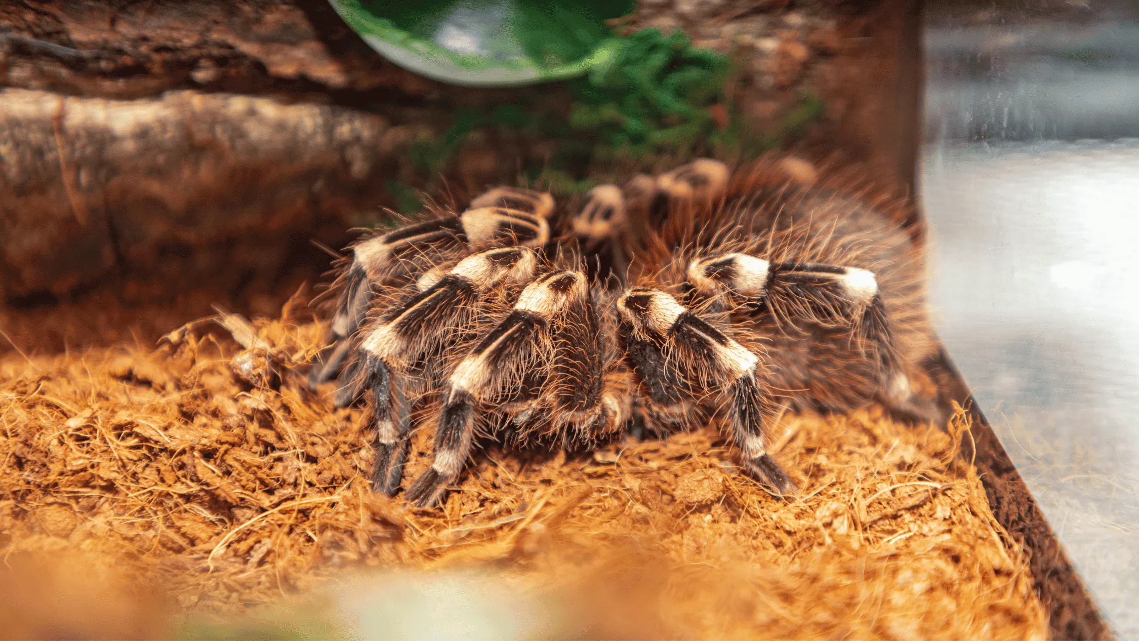 24269 tarantula species