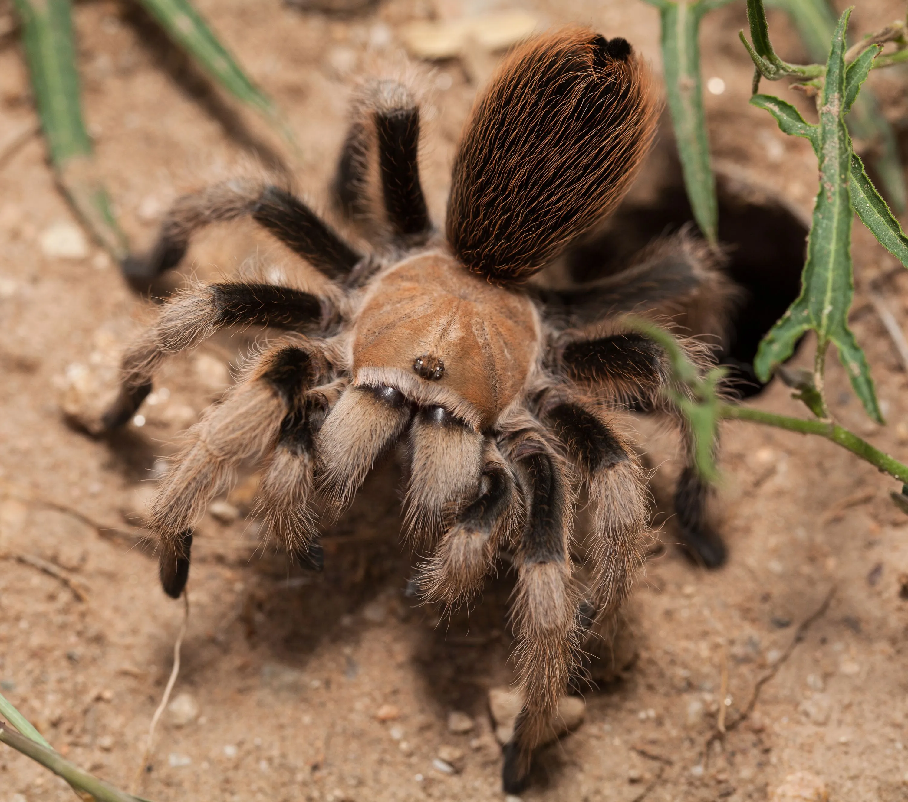 /img/24269-tarantula-substrate.webp