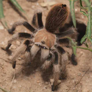 /img/24269-tarantula-substrate.webp