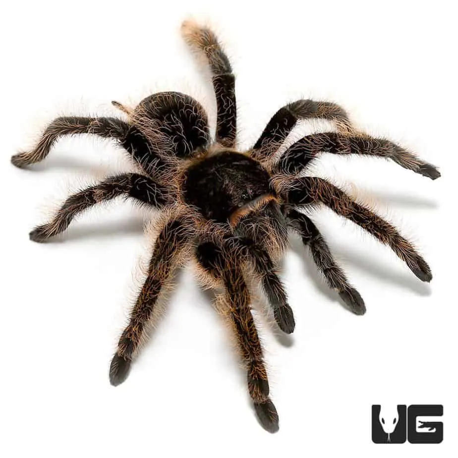24270 bold curly hair tarantula