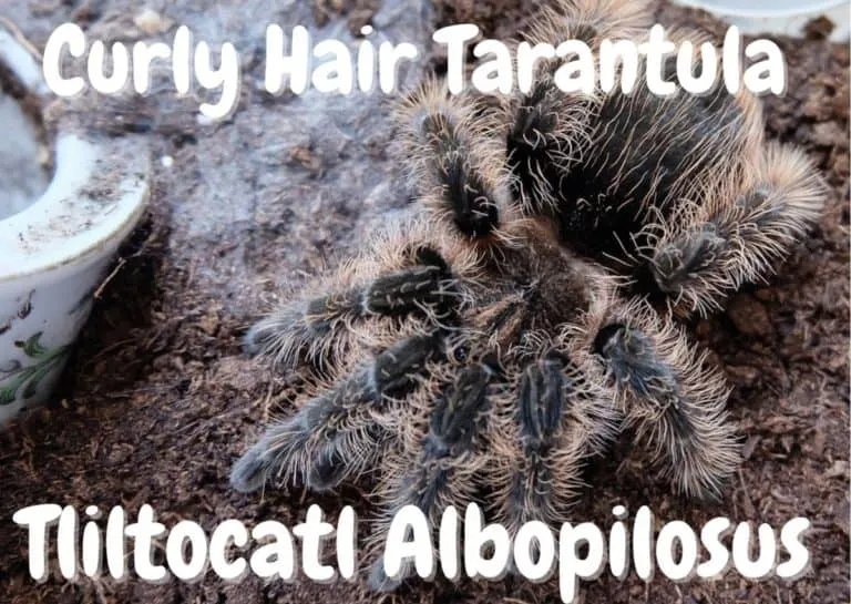 24270 female curly hair tarantula