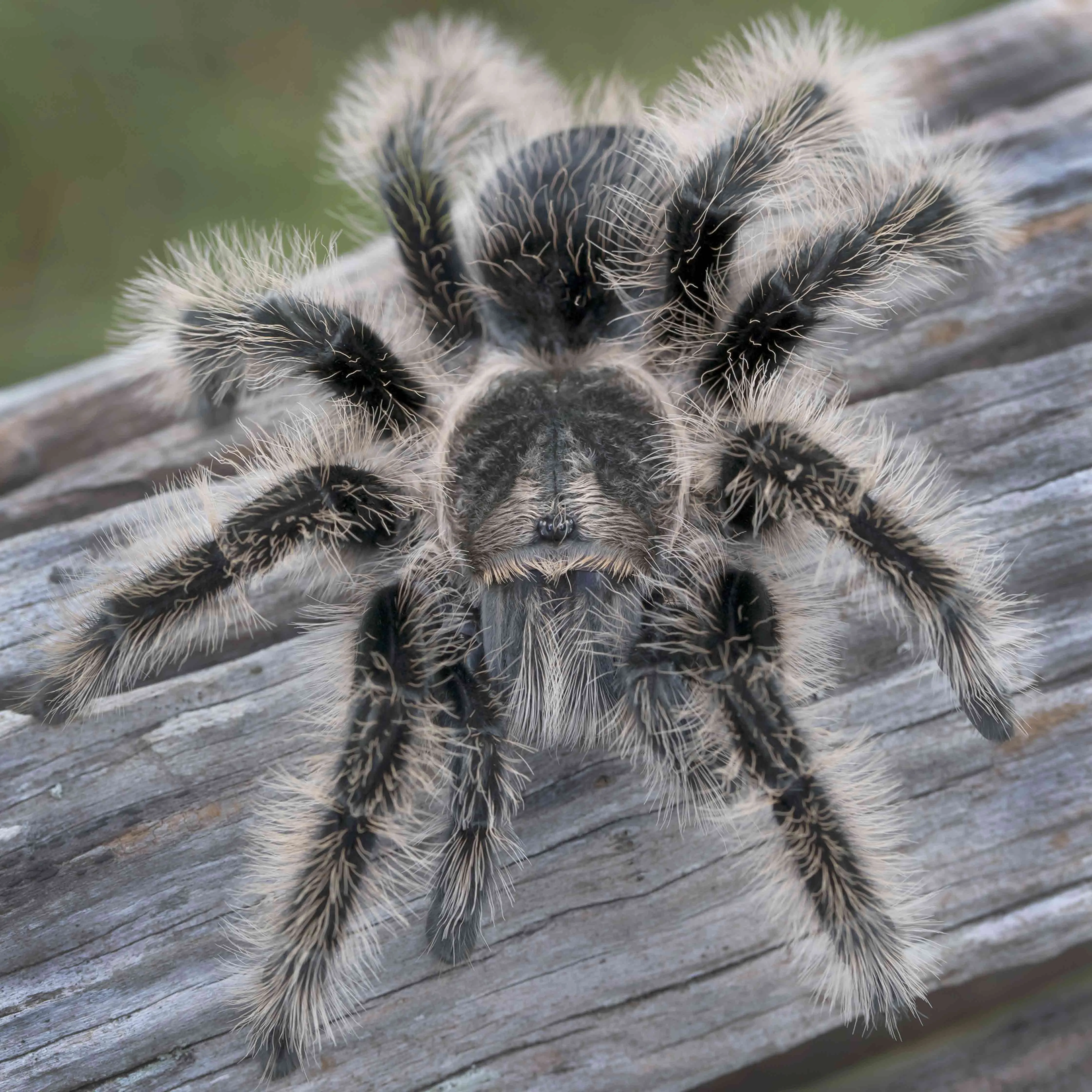 24270 gentle curly hair tarantula