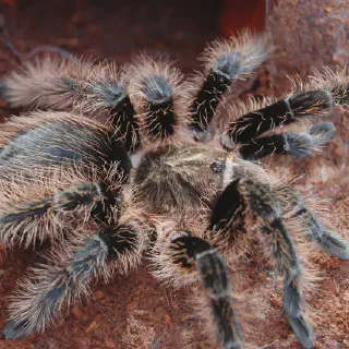 /img/24270-male-curly-hair-tarantula.webp
