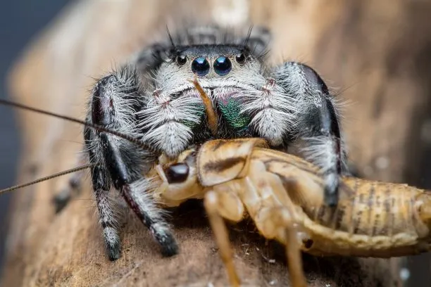 24271 crickets for tarantula