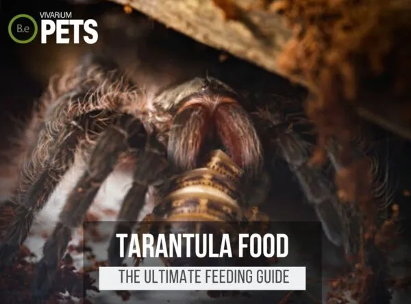 24271 mealworms tarantula