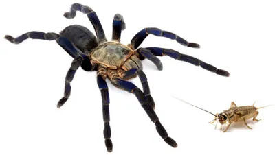 24271 tarantula eating