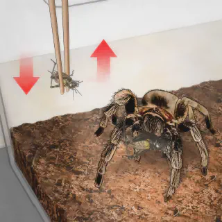 /img/24271-tarantula-species-food.webp
