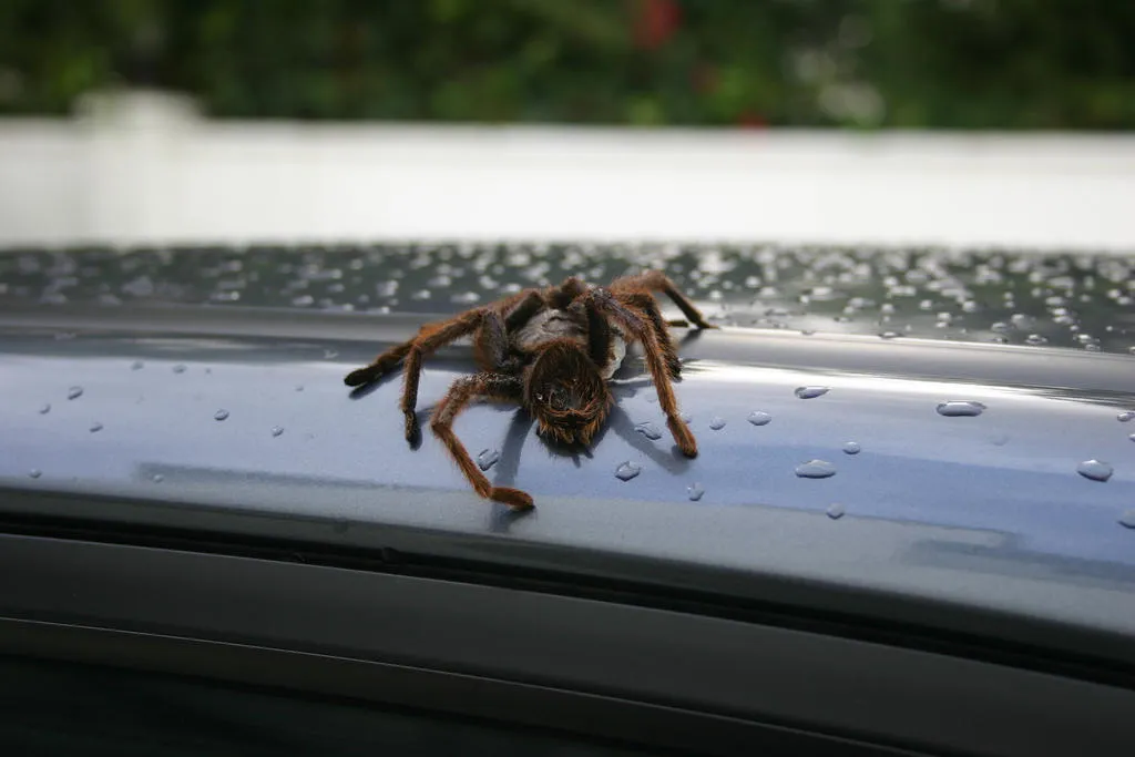 24272 tarantula diet