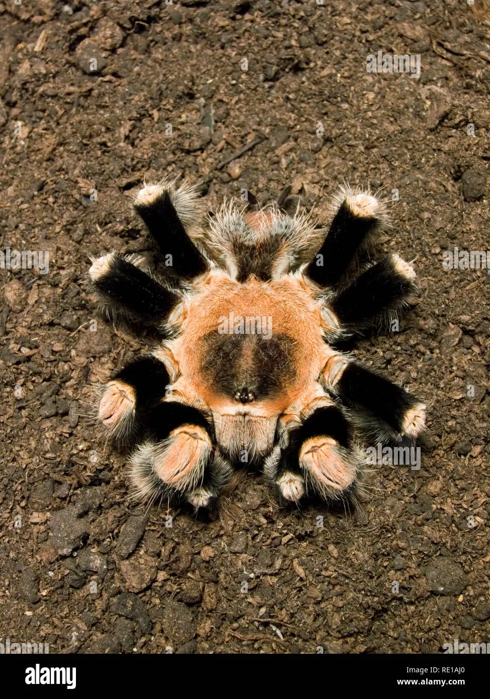 24272 tarantula enclosure size