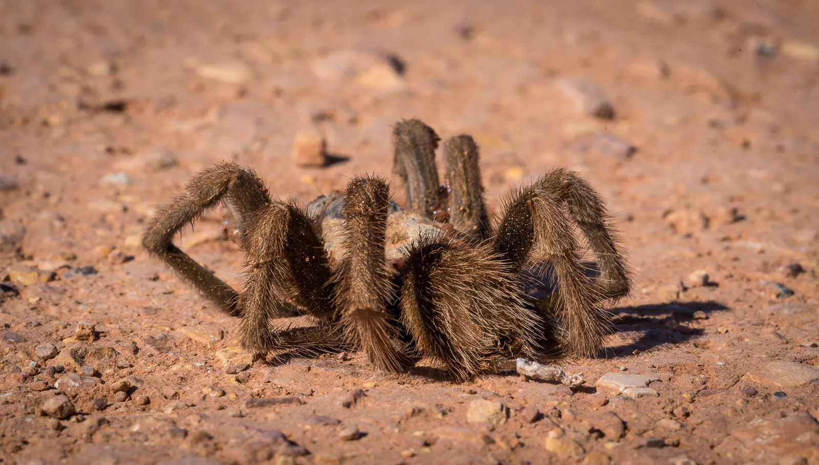 24272 tarantula hydration