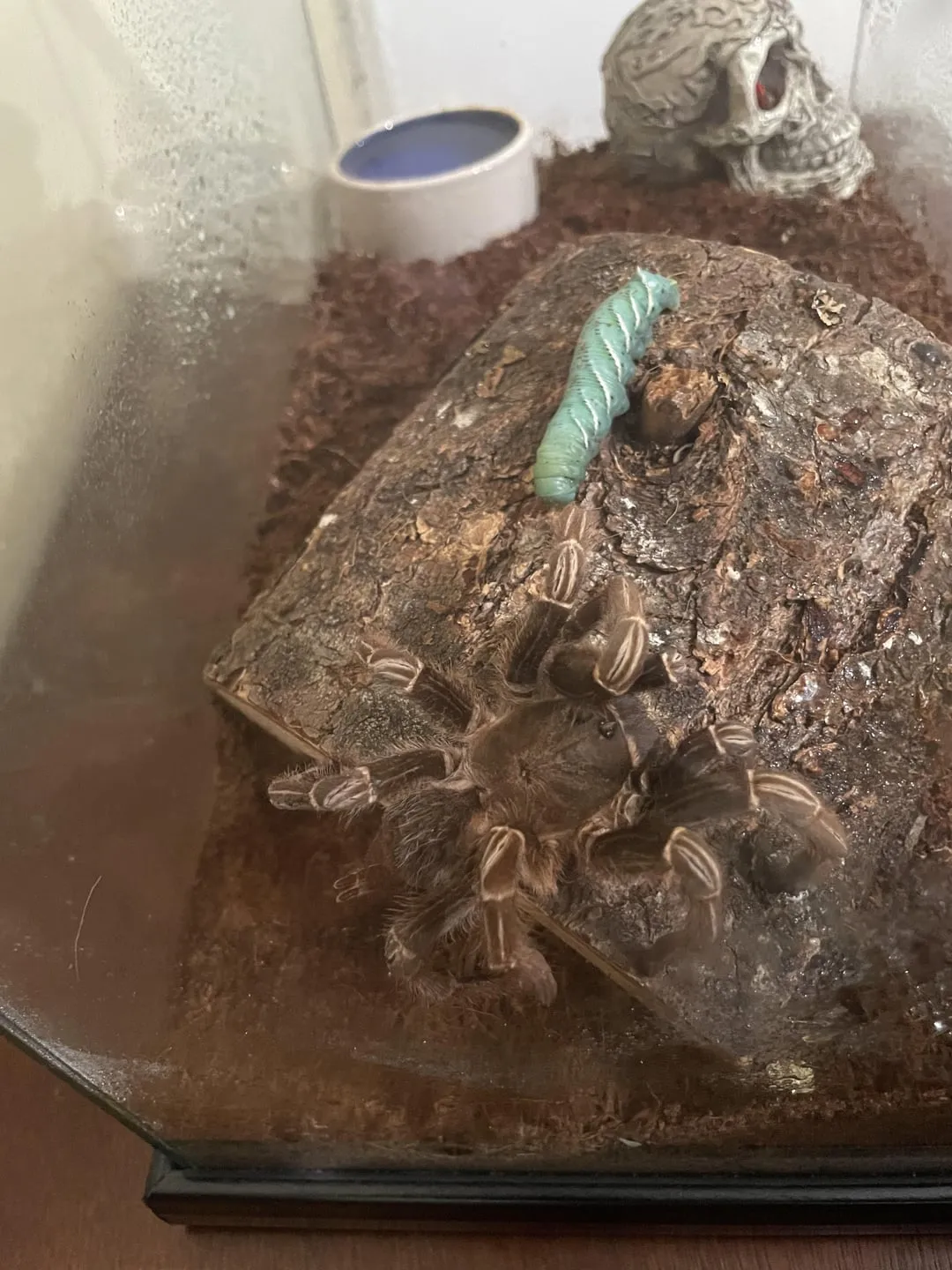 /img/24272-tarantula-mites.webp