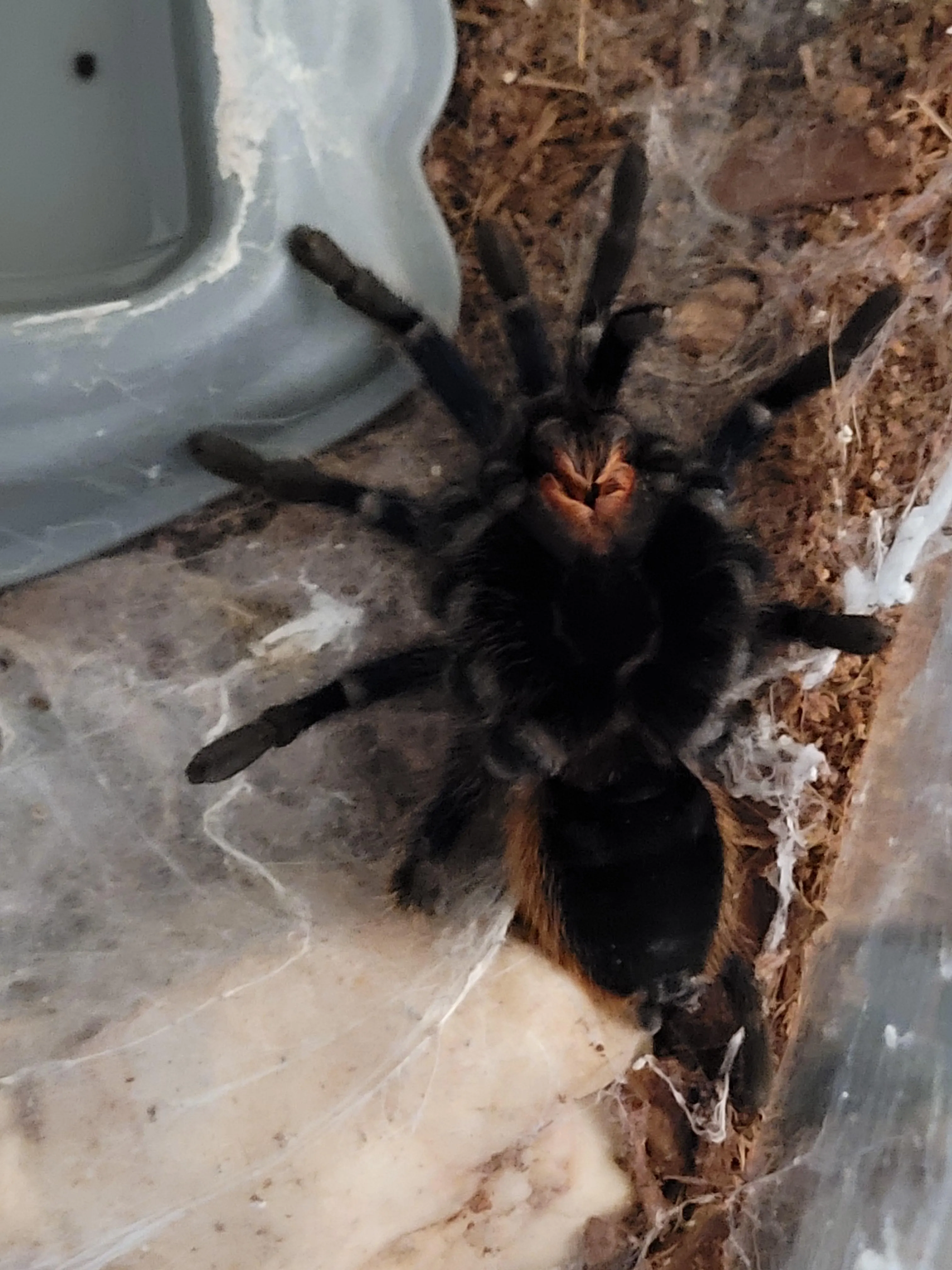24272 tarantula toxins