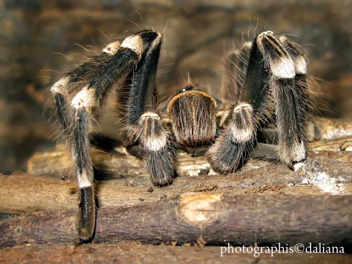 24272 tarantula ventilation