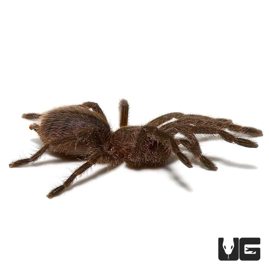 24273 cobalt blue tarantula breeding