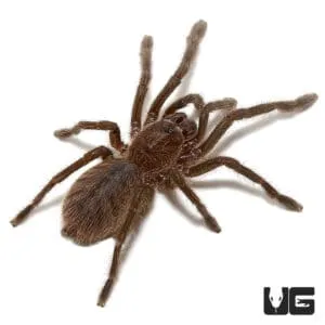 24273 cobalt blue tarantula eggsac