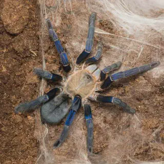 /img/24273-cobalt-blue-tarantula-molting.webp