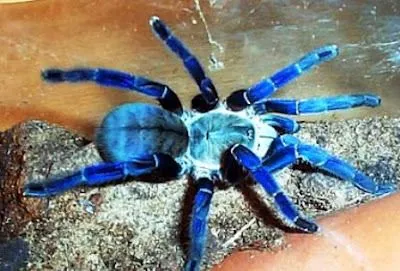 24273 male female cobalt blue tarantula