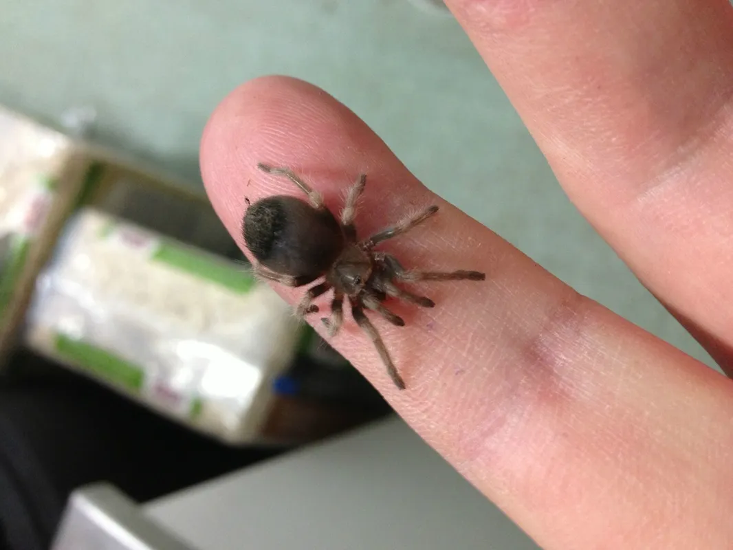 24274 mexican red knee tarantula