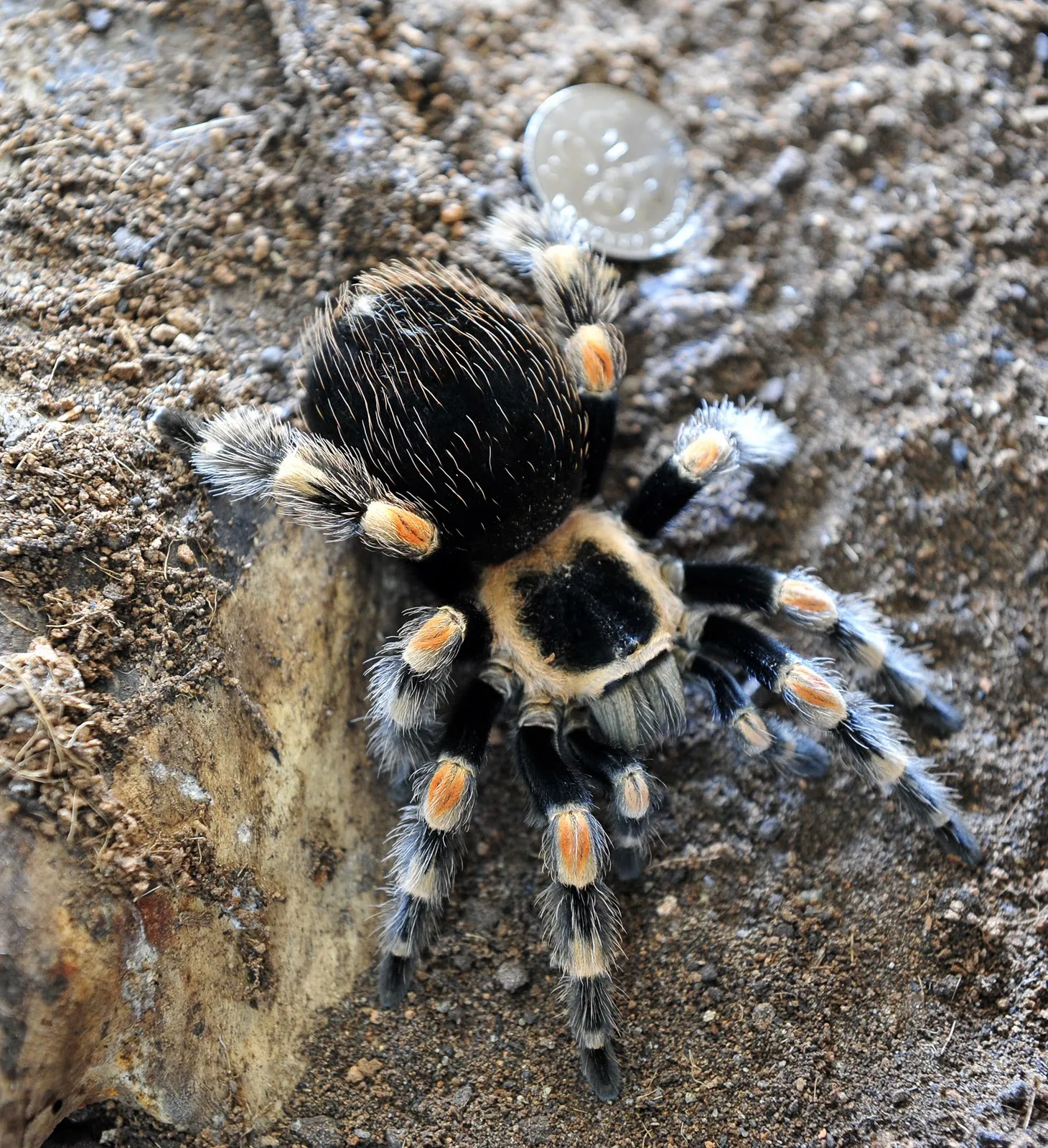 24274 red knee tarantula feeding