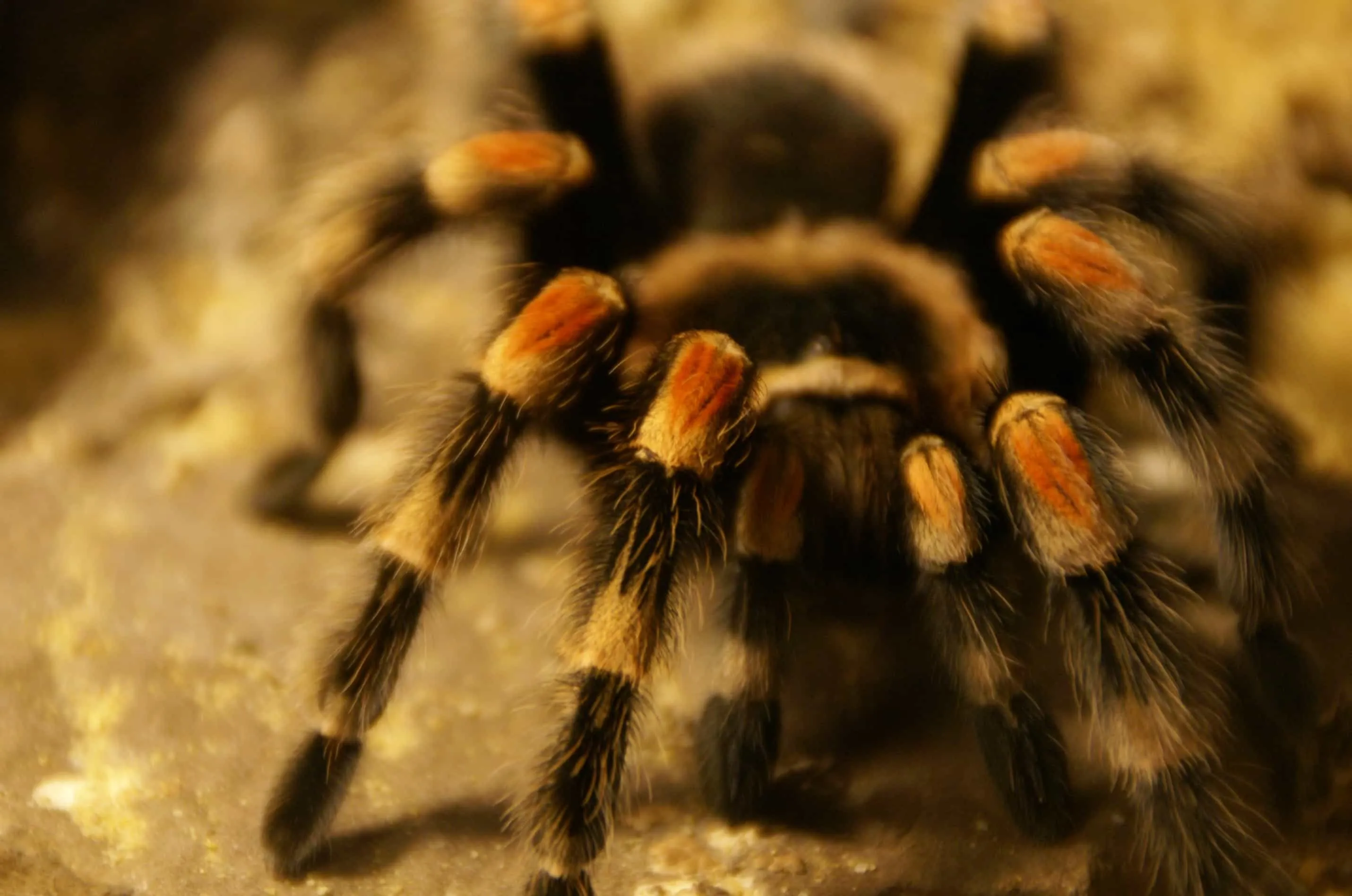 24274 red knee tarantula habitat