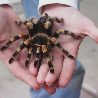 /img/24274-red-knee-tarantula-health.webp