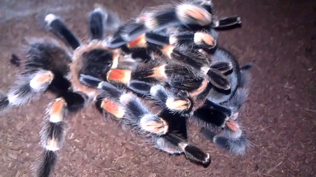 24274 red knee tarantula physical characteristics