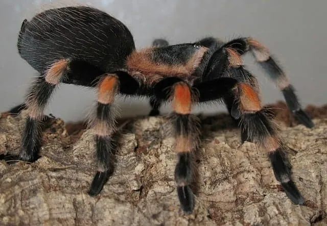 24275 chilean rose hair tarantula