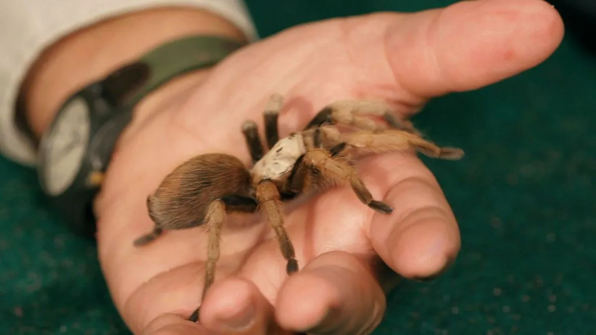 /img/24275-cobalt-blue-tarantula.webp