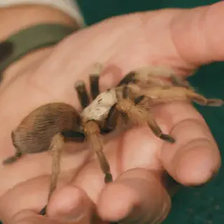/img/24275-cobalt-blue-tarantula.webp