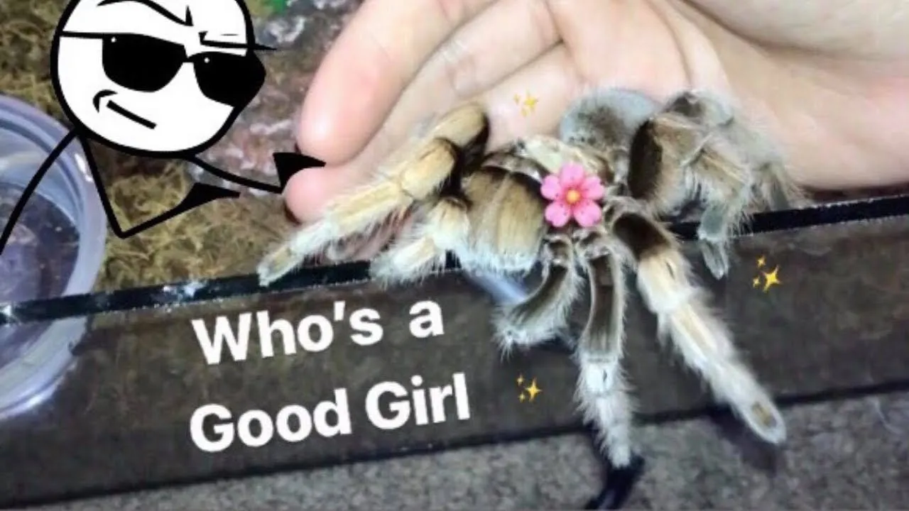 24275 pinktoe tarantula
