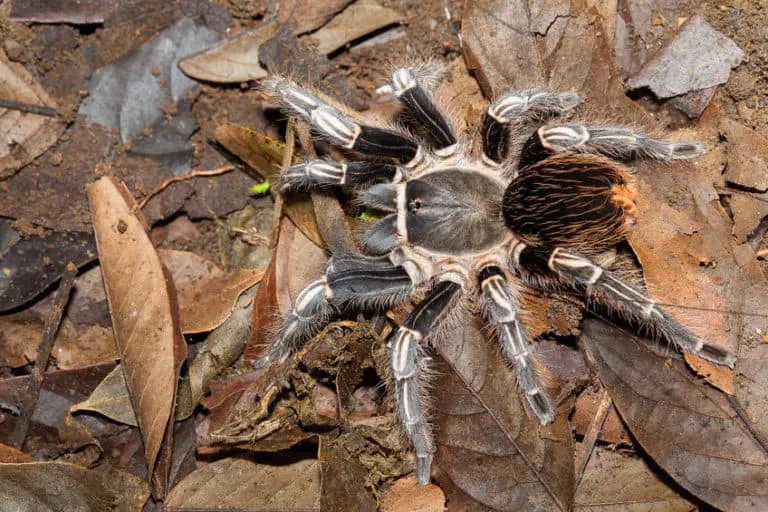24275 tarantula feeding