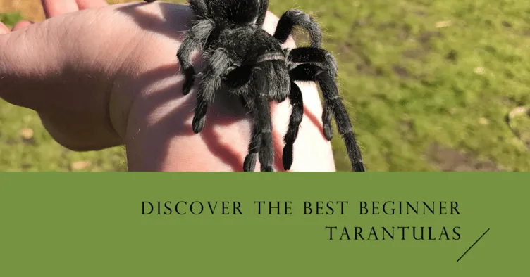 24275 tarantula handling