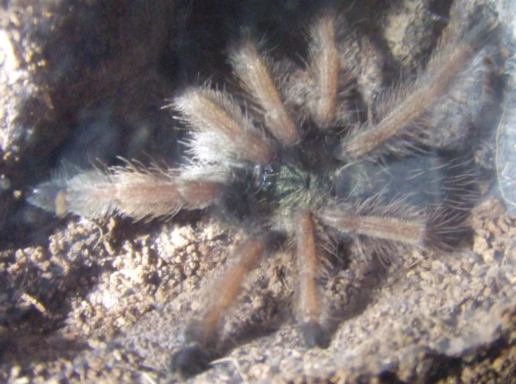24277 feeding psalmopoeus pulcher tarantula