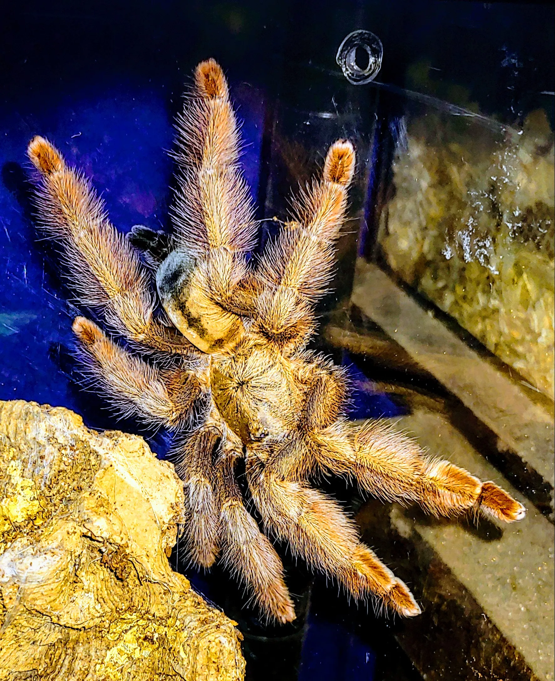 24277 psalmopoeus pulcher close up