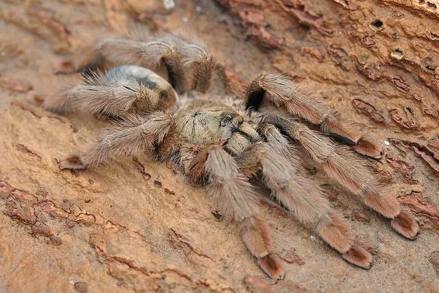 /img/24277-psalmopoeus-pulcher-handling.webp