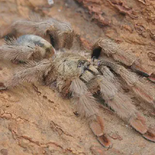 /img/24277-psalmopoeus-pulcher-handling.webp