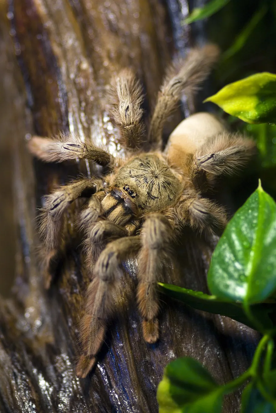24277 psalmopoeus pulcher healthy tarantula
