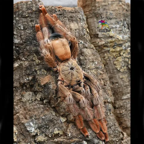 24277 psalmopoeus pulcher molting