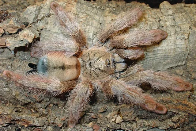 24277 psalmopoeus pulcher tarantula in habitat