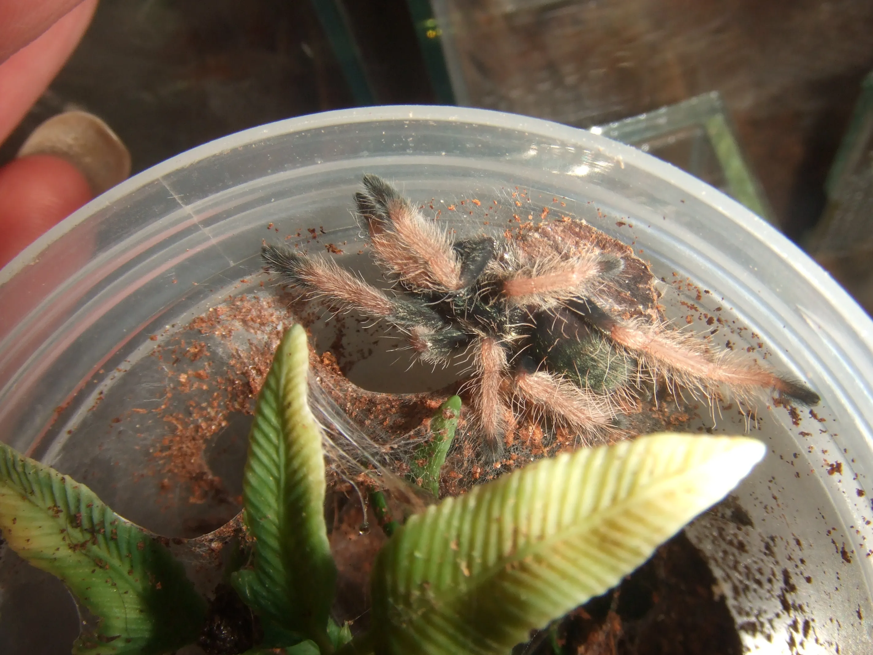 24277 tarantula enclosure setup