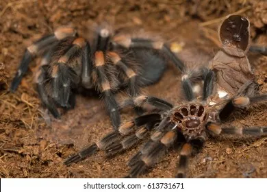 /img/24278-feeding-mexican-red-knee-tarantula.webp