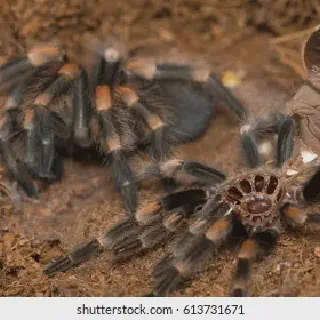 /img/24278-feeding-mexican-red-knee-tarantula.webp