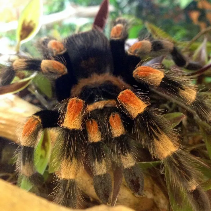 24278 healthy mexican red knee tarantula