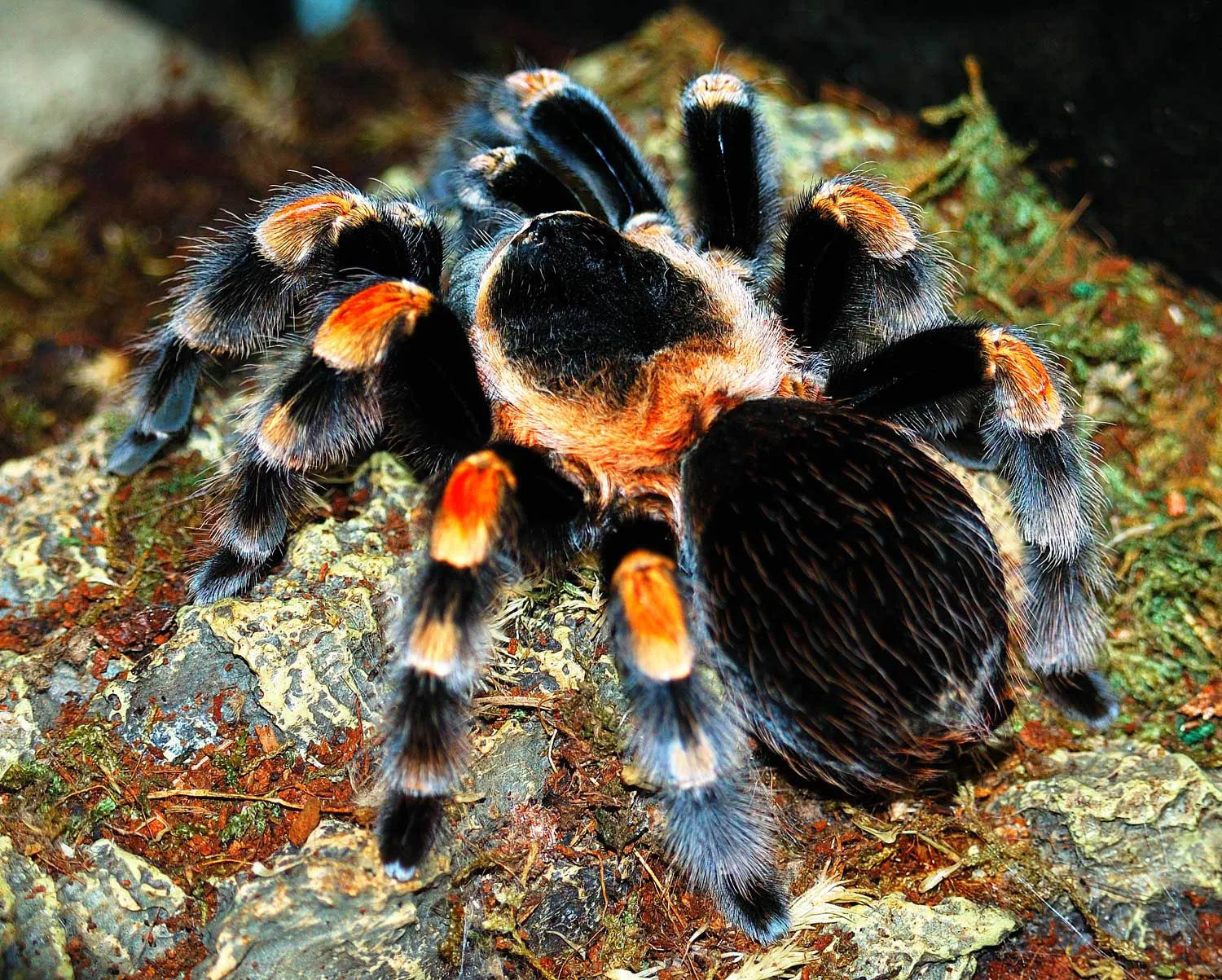 24278 mexican red knee tarantula growth